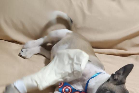 Polícia Civil de Turvo resgata cão atropelado em rodovia SC 285