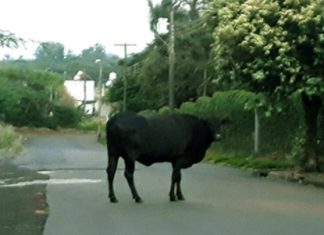 Gado causa confusão em Santa Rosa do Sul
