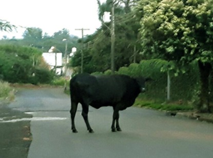 Gado causa confusão em Santa Rosa do Sul