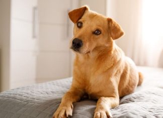 Sombrio inicia o Dezembro Caramelo com ações de conscientização contra o abandono de animais