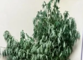 Pé de maconha é encontrado em operação policial no Arroio do Silva