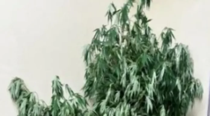 Pé de maconha é encontrado em operação policial no Arroio do Silva