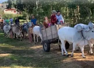 Primeiro encontro do ano dos amigos do carro de boi acontece esse final de semana em São João do Sul