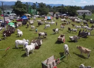 Encontro dos Amigos do Carro de Boi reforça tradição e preserva a história em São João do Sul