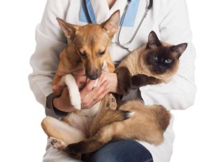 Sombrio realiza mutirão de castração para mais de 100 animais