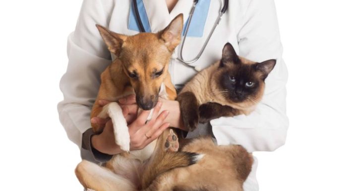 Sombrio realiza mutirão de castração para mais de 100 animais