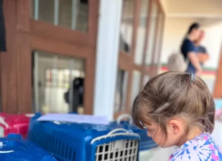 Sombrio realiza primeiro mutirão de castração do ano e avança na proteção animal