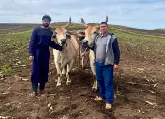 Junta de bois de São João do Sul participa de produção da Rede Record