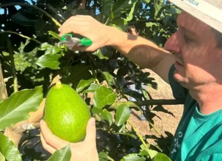 Abacate é a nova proposta de cultivo da Cooperja
