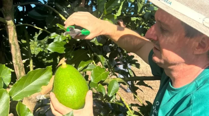 Abacate é a nova proposta de cultivo da Cooperja