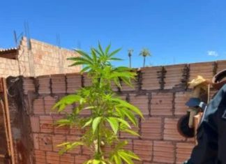 Polícia encontra pés de maconha em horta residencial no Arroio do Silva