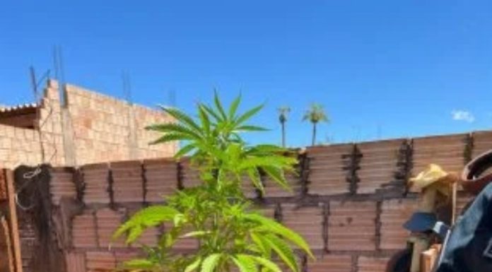 Polícia encontra pés de maconha em horta residencial no Arroio do Silva