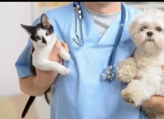 Balneário Gaivota inicia cadastro para castração de cães e gatos