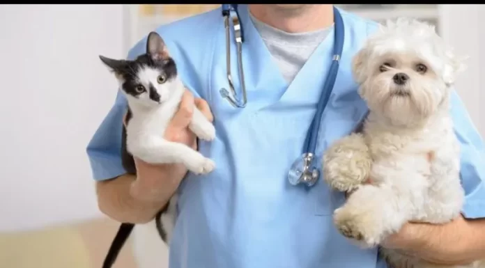 Balneário Gaivota inicia cadastro para castração de cães e gatos