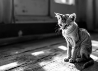 Morador denuncia envenenamento de animais em rua de Nova Brasília