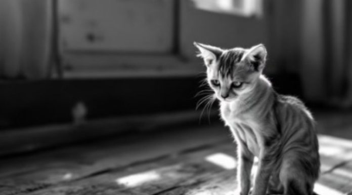 Morador denuncia envenenamento de animais em rua de Nova Brasília
