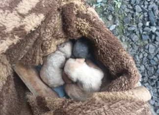 Polícia Civil indicia mulher por abandono de filhotes de cães em valo