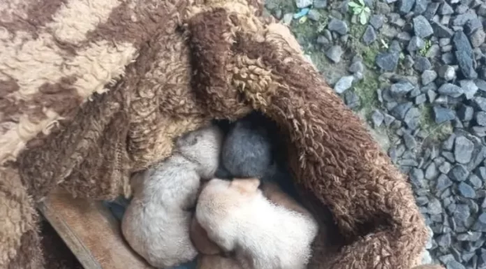 Polícia Civil indicia mulher por abandono de filhotes de cães em valo