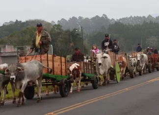 Carros de Boi chegam ao Parque Municipal e marcam o início da 1ª Festa do Carro de Boi de São João do Sul