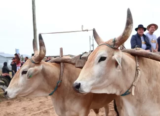 São João do Sul viveu um fim de semana histórico com a 1ª Festa do Carro de Boi