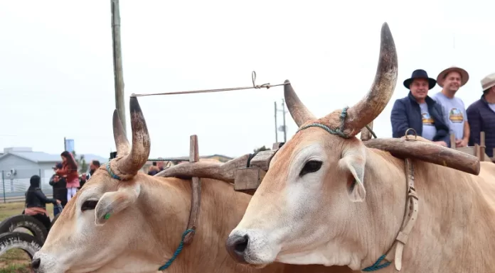 São João do Sul viveu um fim de semana histórico com a 1ª Festa do Carro de Boi