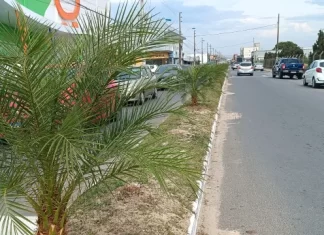 Plantio da Palmeiras embeleza Balneário Gaivota