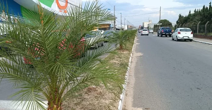 Plantio da Palmeiras embeleza Balneário Gaivota