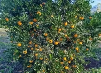 Cooperja aposta no cultivo de tangerinas para fortalecer fruticultura no Litoral Sul