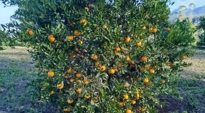 Cooperja aposta no cultivo de tangerinas para fortalecer fruticultura no Litoral Sul