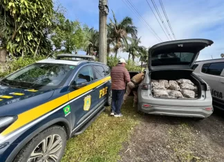 PRF e PM aprendem grande quantidade de droga após perseguição