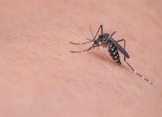 Saúde de Balneário Gaivota alerta população sobre a dengue e febre Chikungunya