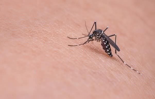 Saúde de Balneário Gaivota alerta população sobre a dengue e febre Chikungunya