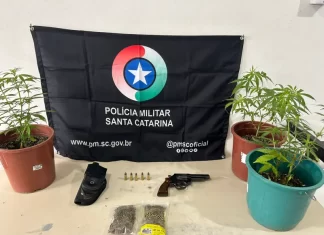 PM encontra armas, munições e pés de maconha em Sombrio