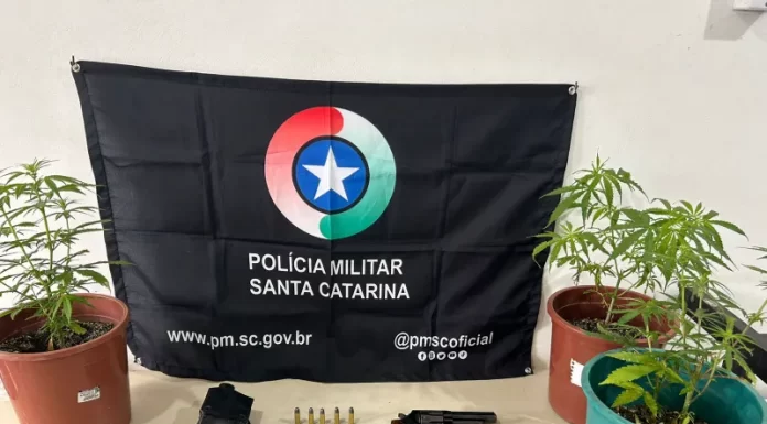 PM encontra armas, munições e pés de maconha em Sombrio