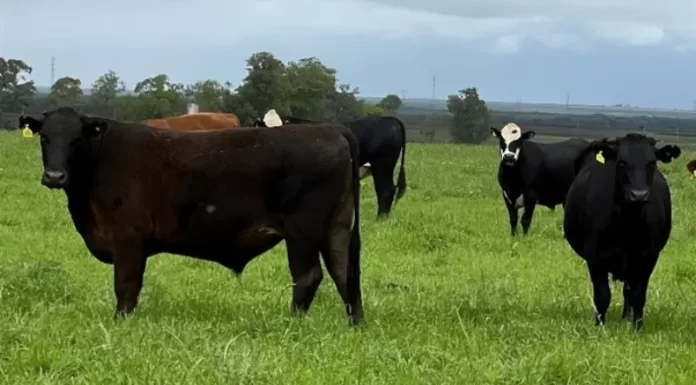 Produtores rurais de Sombrio recebem orientação sobre emissão correta da GTA
