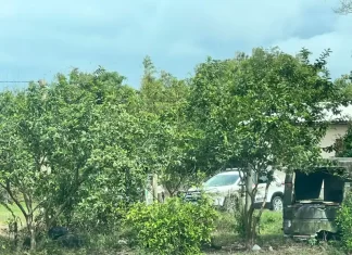 Homem mata gato com arma de fogo e acaba preso em Balneário Gaivota