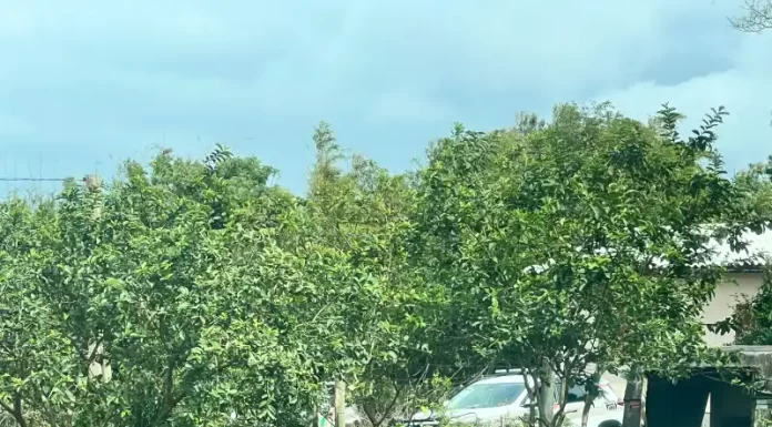 Homem mata gato com arma de fogo e acaba preso em Balneário Gaivota
