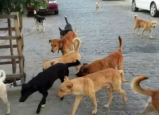 Migração de Cães em Balneário Gaivota Preocupa