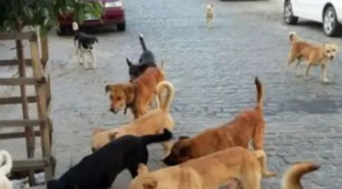 Migração de Cães em Balneário Gaivota Preocupa