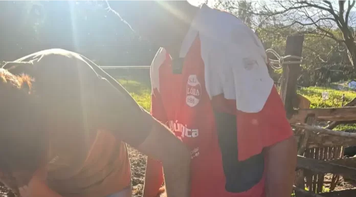 Exames de brucelose e tuberculose em bovinos agora são gratuitos em São João do Sul
