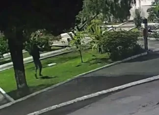 Polícia Civil identifica autores de vandalismo contra enfeites natalinos em Timbé do Sul