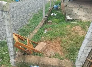 Mulher é gravemente ferida após ataque de cães pitbulls em Araranguá