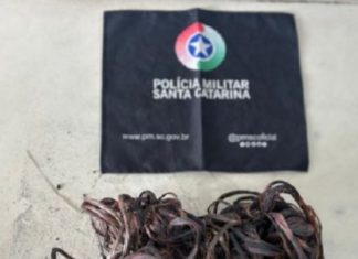 Furto de fios: dupla é flagrada queimando material furtado em área de mata em Araranguá