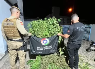 Polícias Civil e Militar acabam com roça de maconha em Passos de Torres