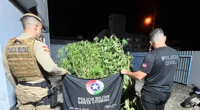 Polícias Civil e Militar acabam com roça de maconha em Passos de Torres