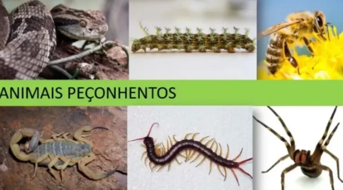Verão e período de chuvas aumentam risco de acidentes com animais peçonhentos