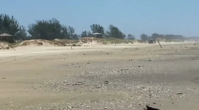 Alerta sobre mariscos mortos nas praias de Balneário Gaivota