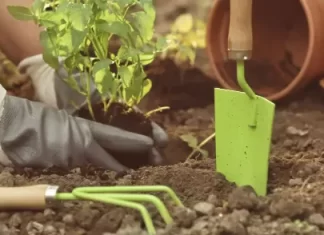 Sombrio tem curso gratuito de jardinagem em parceria com o Senar