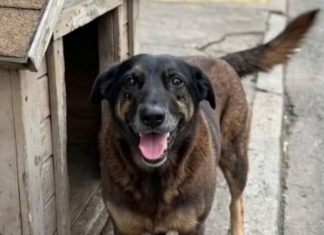 Polícia Civil conclui investigação sobre morte do Cão Orelha e maus-tratos ao Cão Caramelo e pede internação de adolescente