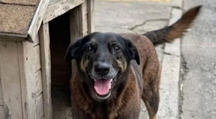 Polícia Civil conclui investigação sobre morte do Cão Orelha e maus-tratos ao Cão Caramelo e pede internação de adolescente